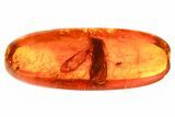 Detailed Fossil Caddisfly, Fungus Gnat, and True Midge In Baltic Amber #335836-1